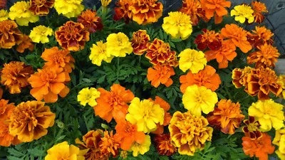 French Marigold Sparky Mix, Beautiful Colors, Garden Pest Deterrent, FREE SHIP â€“ Heirloom, Non-GMO, Easy to Grow, Annual Blooms seeds for planting in home garden â€“ heirloom, non-GMO variety