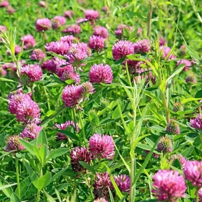 Sprouting Red Clover Cover Crop Seeds for Planting NON-GMO Heirloom Fresh Seeds for Planting seeds for planting in home garden – heirloom, non-GMO variety