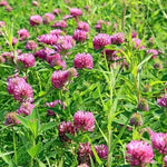 Sprouting Red Clover Cover Crop Seeds for Planting NON-GMO Heirloom Fresh Seeds for Planting seeds for planting in home garden – heirloom, non-GMO variety