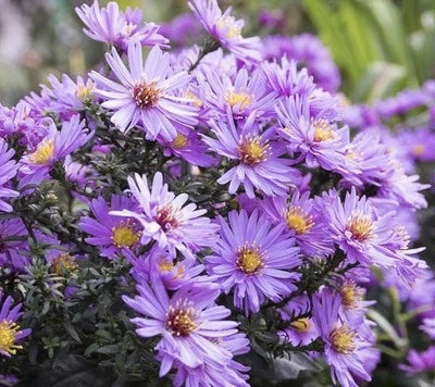 NEW ENGLAND ASTER SEEDS (Aster novae-angliae) , Perennial - USA – Heirloom, Non-GMO seeds for planting in home garden – heirloom, non-GMO variety