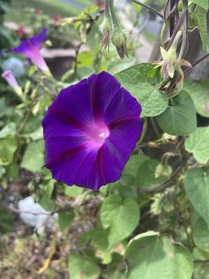 Morning Glory Seeds for Planting Purple- – Heirloom, Non-GMO seeds for planting in home garden – heirloom, non-GMO variety
