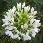 White Queen Cleome Seeds for Planting Non-GMO Seed Store – Heirloom seeds for planting in home garden – heirloom, non-GMO variety
