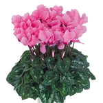 Cyclamen Seeds for Planting Cyclamen Dreamscape Rose Eye Flower Seeds for Planting – Heirloom, Non-GMO seeds for planting in home garden – heirloom, non-GMO variety