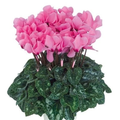 Cyclamen Seeds for Planting Cyclamen Dreamscape Rose Eye Flower Seeds for Planting – Heirloom, Non-GMO seeds for planting in home garden – heirloom, non-GMO variety