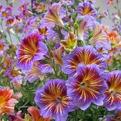 Chilean Morning Glory Seeds for Planting - Mixed Color Blooms for Stunning Garden – Heirloom, Non-GMO seeds for planting in home garden – heirloom, non-GMO variety