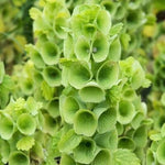 BELLS OF IRELAND Cut Flowers Drying Unusual Re-Seeds for Planting Heirloom Non-GMO seeds for planting in home garden â€“ heirloom, non-GMO variety