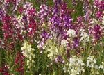 Northern Lights Snapdragon Seeds for Planting Mix, Multi Color Blooms, Pollinators, FREE SHIP â€“ Heirloom, Non-GMO, Easy to Grow, Annual Blooms seeds for planting in home garden â€“ heirloom, non-GMO variety