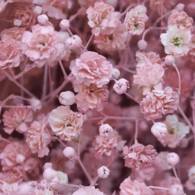 Pink Baby's Breath Seeds for Planting Non-GMO Seed Store – Heirloom seeds for planting in home garden – heirloom, non-GMO variety
