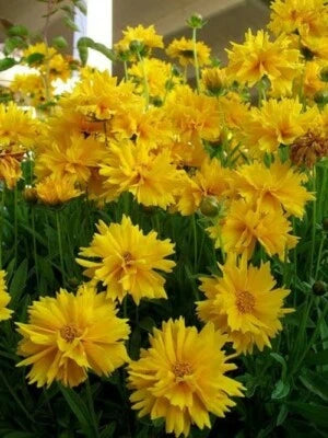Sunray Perennial Coreopsis Grandiflora Floriferous , mg – Heirloom, Non-GMO seeds for planting in home garden – heirloom, non-GMO variety
