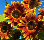 Earthwalker Sunflower Seeds for Planting - Heirloom Non GMO Open-Pollinator Flower Seeds for Planting, Non-GMO seeds for planting in home garden – heirloom, non-GMO variety