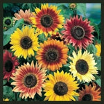 Sunflower AUTUMN BEAUTY MIX Branching Multiple Flowers Non-GMO â€“ Heirloom seeds for planting in home garden â€“ heirloom, non-GMO variety