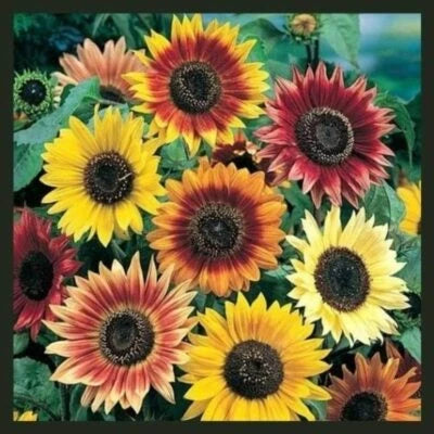 Sunflower AUTUMN BEAUTY MIX Branching Multiple Flowers Non-GMO â€“ Heirloom seeds for planting in home garden â€“ heirloom, non-GMO variety