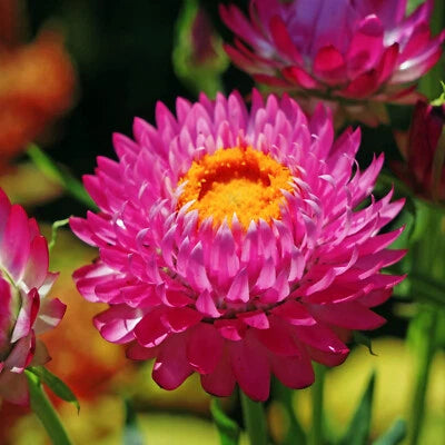 Purple Red Strawflower Seeds for Planting Non-GMO Seed Store – Heirloom seeds for planting in home garden – heirloom, non-GMO variety