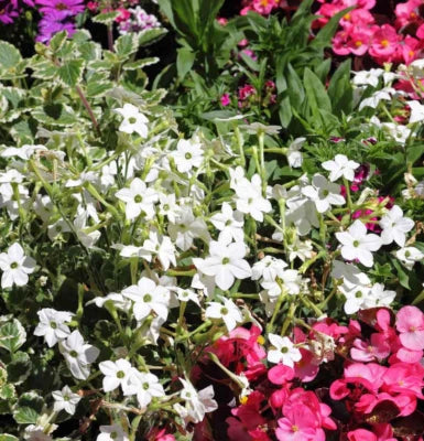 Tobacco JASMINE WHITE Nicotiana alata Fragrant Night Blooms Non-GMO – Heirloom seeds for planting in home garden – heirloom, non-GMO variety