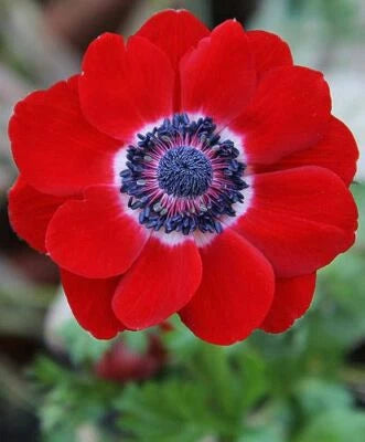 Anemone Red Poppy Hollandia Seed – Heirloom, Non-GMO seeds for planting in home garden – heirloom, non-GMO variety