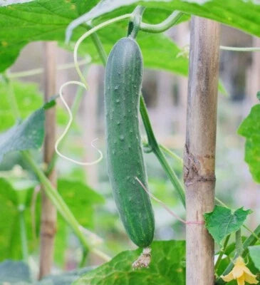 Fresh Harvest Tendergreen Burpless Cucumber Seeds for Planting NonGMO Heirloom Variety Seeds for Planting, Non-GMO seeds for planting in home garden – heirloom, non-GMO variety