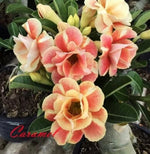 Orange Yellow Caramel Desert Rose Seeds for Planting Adenium Obesum Flower Perennial – Heirloom, Non-GMO seeds for planting in home garden – heirloom, non-GMO variety