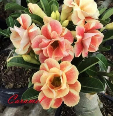 Orange Yellow Caramel Desert Rose Seeds for Planting Adenium Obesum Flower Perennial – Heirloom, Non-GMO seeds for planting in home garden – heirloom, non-GMO variety