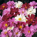 Cosmos PSYCHE Mix Beautiful Frilly Double Petals - High Non-GMO – Heirloom seeds for planting in home garden – heirloom, non-GMO variety