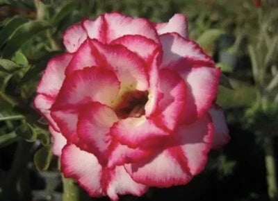 Red White Aura Star Desert Rose Seeds for Planting Adenium Obesum – Heirloom, Non-GMO seeds for planting in home garden – heirloom, non-GMO variety