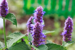 ANISE HYSSOP SEEDS SALE NON GMO HEIRLOOM, Non-GMO seeds for planting in home garden – heirloom, non-GMO variety