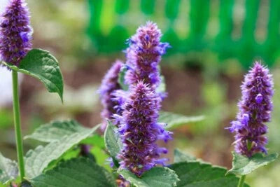 ANISE HYSSOP SEEDS SALE NON GMO HEIRLOOM, Non-GMO seeds for planting in home garden – heirloom, non-GMO variety