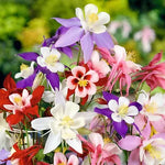 COLUMBINE MCKANA GIANTS SEEDS perennial FLOWER mixed COLORS – Heirloom, Non-GMO, Perennial, Pollinator-Friendly seeds for planting in home garden – heirloom, non-GMO variety