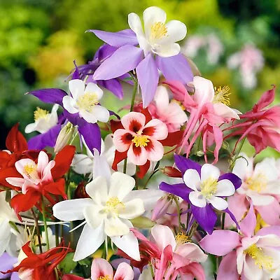 COLUMBINE MCKANA GIANTS SEEDS perennial FLOWER mixed COLORS – Heirloom, Non-GMO, Perennial, Pollinator-Friendly seeds for planting in home garden – heirloom, non-GMO variety