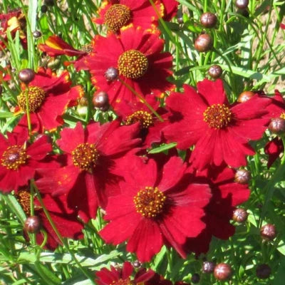 Tall Red Plains Coreopsis Seeds for Planting , Non-GMO Free Ship – Heirloom seeds for planting in home garden – heirloom, non-GMO variety