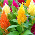 Pampas Plume Mix Celosia Seeds for Planting Non-GMO Seed Store – Heirloom seeds for planting in home garden – heirloom, non-GMO variety