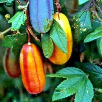 BANANA PASSIONFRUIT SEEDS (Passiflora Mollissima) Fast Flower Vine Plant RARE â€“ Heirloom, Non-GMO seeds for planting in home garden â€“ heirloom, non-GMO variety