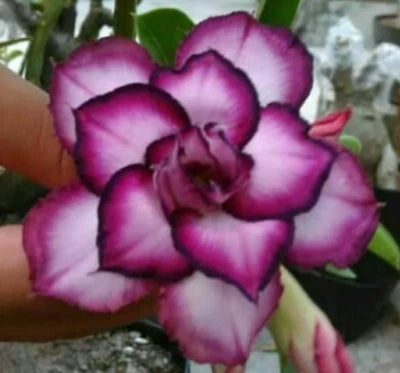 NEW White Purple Desert Rose Seeds for Planting Adenium Obesum Flower Perennials – Heirloom, Non-GMO seeds for planting in home garden – heirloom, non-GMO variety