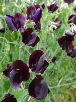 Lathyrus odoratus Midnight Beaujolas – Heirloom, Non-GMO seeds for planting in home garden – heirloom, non-GMO variety