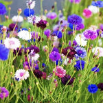 Cornflower Bachelor Button Seeds for Planting - Tall Mix Garden Flowers USA Seller â€“ Heirloom, Non-GMO seeds for planting in home garden â€“ heirloom, non-GMO variety