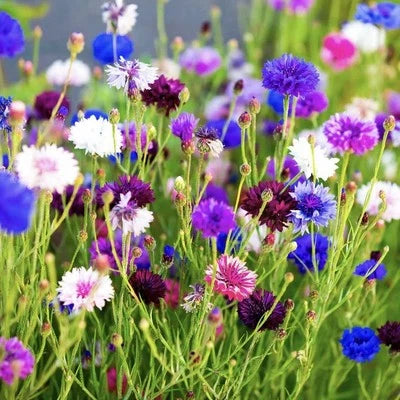 Cornflower Bachelor Button Seeds for Planting - Tall Mix Garden Flowers USA Seller â€“ Heirloom, Non-GMO seeds for planting in home garden â€“ heirloom, non-GMO variety