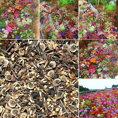 Seasonal Enchantment Garden - Mixed Perennial Flower Seeds for Planting Collection – Heirloom, Non-GMO seeds for planting in home garden – heirloom, non-GMO variety