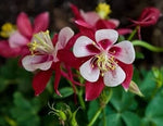 Columbines Aquilegias Star Features Clear Bright Crimson Colored Garden – Heirloom, Non-GMO, Perennial, Pollinator-Friendly seeds for planting in home garden – heirloom, non-GMO variety