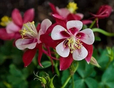 Columbines Aquilegias Star Features Clear Bright Crimson Colored Garden – Heirloom, Non-GMO, Perennial, Pollinator-Friendly seeds for planting in home garden – heirloom, non-GMO variety