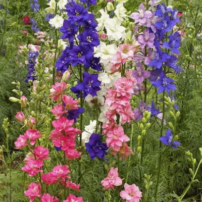Larkspur Seed fresh for this year – Heirloom, Non-GMO seeds for planting in home garden – heirloom, non-GMO variety