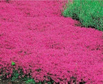 Creeping Thyme RED Groundcover Perennial Low HERB Fragrant USA Non-GMO – Heirloom seeds for planting in home garden – heirloom, non-GMO variety
