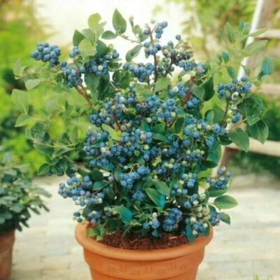 Blueberry Seeds for Planting - Dwarf Top Hat Low Bush Variety - Sweet Edible Fruits â€“ Heirloom, Non-GMO, Edible Flowers and Leaves seeds for planting in home garden â€“ heirloom, non-GMO variety