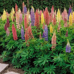 Russell Lupine - Perennial Flower - – Heirloom, Non-GMO seeds for planting in home garden – heirloom, non-GMO variety