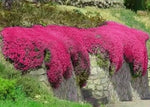 Red Creeping Thyme Seeds for Planting Groundcover Non-GMO FRESH – Heirloom seeds for planting in home garden – heirloom, non-GMO variety
