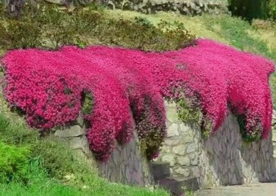 Red Creeping Thyme Seeds for Planting Groundcover Non-GMO FRESH – Heirloom seeds for planting in home garden – heirloom, non-GMO variety