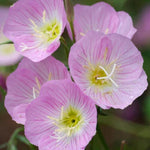 Showy Evening Primrose Seeds for Planting Non-GMO Seed Store – Heirloom, Drought-Tolerant, Perennial seeds for planting in home garden – heirloom, non-GMO variety