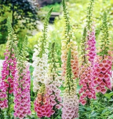 DIGITALIS FOXGLOVE MIXED SEEDS , USA SELLER - – Heirloom, Non-GMO seeds for planting in home garden – heirloom, non-GMO variety
