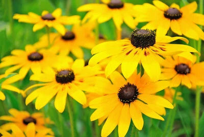 Black Eyed Susan Seeds for Planting, Rudbeckia Hirta, Classic Wildflower Heirloom, Non-GMO seeds for planting in home garden â€“ heirloom, non-GMO variety