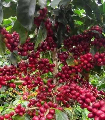 Germinated Limani Arabica Coffee Seeds for Planting Coffea arabica Rust-Resistant – Heirloom, Non-GMO seeds for planting in home garden – heirloom, non-GMO variety