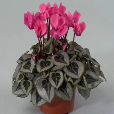 Cyclamen Seeds for Planting Cyclamen Silverado Rose Winter Flower – Heirloom, Non-GMO seeds for planting in home garden – heirloom, non-GMO variety