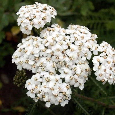 White Yarrow Seeds for Planting Non-GMO Seed Store – Heirloom seeds for planting in home garden – heirloom, non-GMO variety